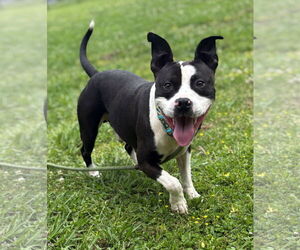 American Pit Bull Terrier-Unknown Mix Dogs for adoption in Virginia Beach, VA, USA