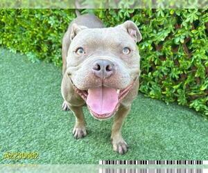 American Pit Bull Terrier Dogs for adoption in West Palm Beach, FL, USA