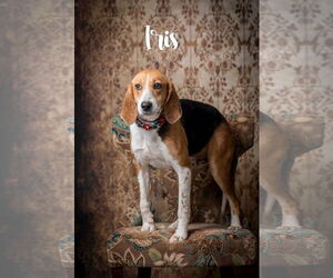 Mutt Dogs for adoption in North Myrtle Beach, SC, USA