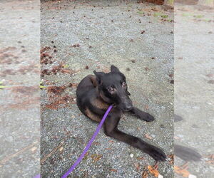 Mutt Dogs for adoption in Imlay City, MI, USA