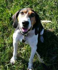 Treeing Walker Coonhound Dogs for adoption in Paw Paw, WV, USA