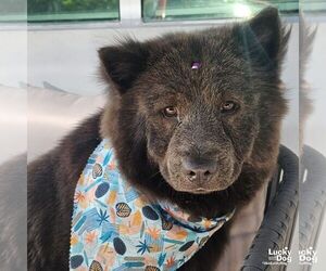 Chow Chow-Unknown Mix Dogs for adoption in Washington, DC, USA