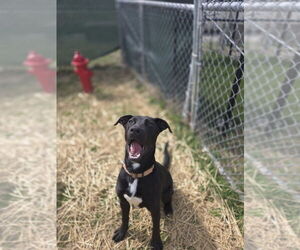 Labrador Retriever-Unknown Mix Dogs for adoption in Evansville, IN, USA