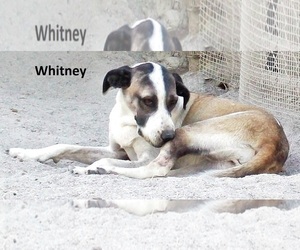 Mutt Dogs for adoption in Mexia, TX, USA