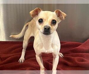 Chihuahua-Unknown Mix Dogs for adoption in Orange, CA, USA