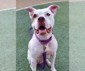 American Pit Bull Terrier-Unknown Mix Dogs for adoption in Las Vegas, NV, USA