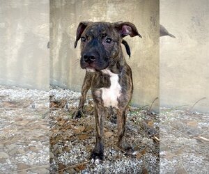 Mountain Cur-Plott Hound Mix Dogs for adoption in Pleasanton, TX, USA