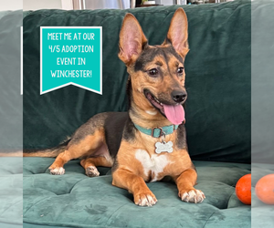 Dachshund-Unknown Mix Dogs for adoption in Boston, MA, USA