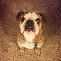Bulldog Dogs for adoption in Redding, CA, USA