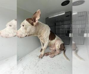 Mutt Dogs for adoption in Houston, TX, USA