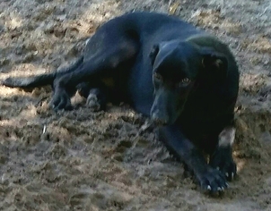 Small Greyhound-Labrador Retriever Mix