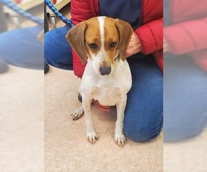 Beagle-Unknown Mix Dogs for adoption in Batavia, NY, USA