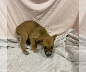 German Shepherd Dog-Unknown Mix Dogs for adoption in Modesto, CA, USA