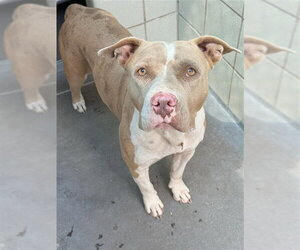 American Pit Bull Terrier Dogs for adoption in Corpus Christi, TX, USA