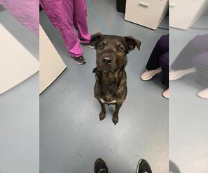 Dutch Shepherd -Labrador Retriever Mix Dogs for adoption in London, Ontario, Canada