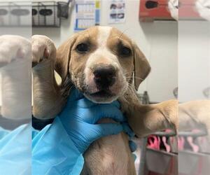 American Pit Bull Terrier-Unknown Mix Dogs for adoption in Bakersfield, CA, USA