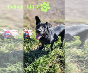 Dachshund-Labrador Retriever Mix Dogs for adoption in Monte Vista, CO, USA