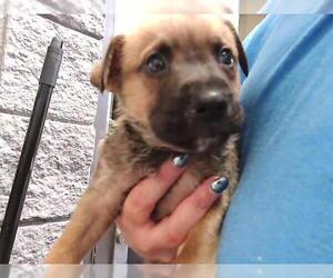 German Shepherd Dog-Unknown Mix Dogs for adoption in Tulsa, OK, USA