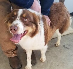 Border-Aussie Dogs for adoption in Knoxville, IA, USA
