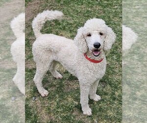 Poodle (Standard) Dogs for adoption in Olalla, WA, USA