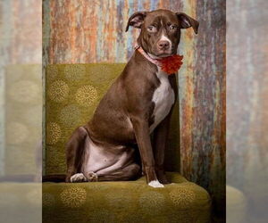 American Pit Bull Terrier-Unknown Mix Dogs for adoption in North Myrtle Beach, SC, USA