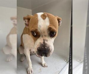 American Bulldog-Unknown Mix Dogs for adoption in Houston, TX, USA