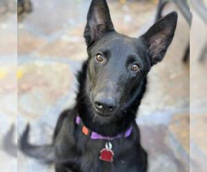 German Shepherd Dog-Whippet Mix Dogs for adoption in San Diego, CA, USA