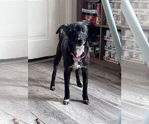 Chihuahua-Unknown Mix Dogs for adoption in New Orleans, LA, USA