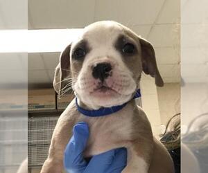 Mutt Dogs for adoption in Conroe, TX, USA