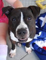 American Pit Bull Terrier Dogs for adoption in Richmond, CA, USA