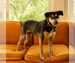 Mutt Dogs for adoption in oakland, FL, USA