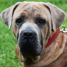 Mastiff Dogs for adoption in Huntley, IL, USA