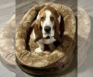 Basset Hound Dogs for adoption in Dumont, NJ, USA