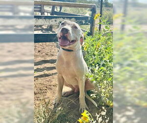 American Pit Bull Terrier Dogs for adoption in Pleasanton, TX, USA