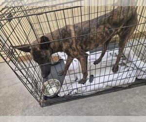 Mutt Dogs for adoption in Texas City, TX, USA