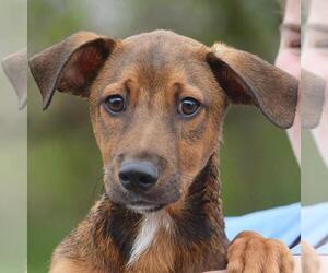Shepradors Dogs for adoption in Huntley, IL, USA
