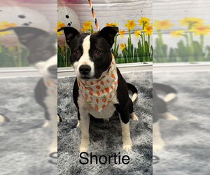 American Pit Bull Terrier Dogs for adoption in Cottageville, WV, USA
