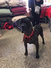 Boxer-Mastiff Mix Dogs for adoption in Rochester, NY, USA