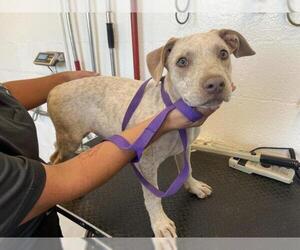 American Pit Bull Terrier-Unknown Mix Dogs for adoption in Corona, CA, USA