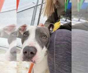 Mutt Dogs for adoption in Louisville, KY, USA