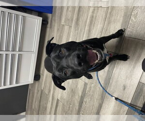 Labrador Retriever-Unknown Mix Dogs for adoption in Redlands, CA, USA