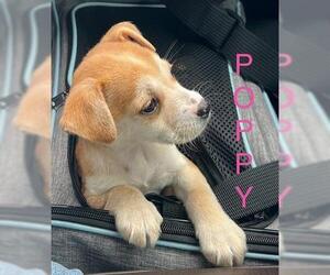 German Shepherd Dog-Unknown Mix Dogs for adoption in Houston, TX, USA