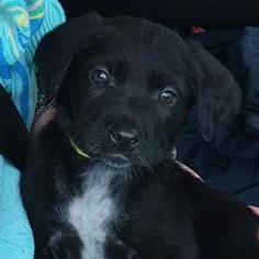 Medium Photo #1 Mutt Puppy For Sale in Austin, TX, USA