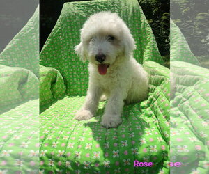 Pyredoodle Dogs for adoption in Croydon, NH, USA