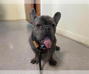 French Bulldog Dogs for adoption in Pasadena, CA, USA