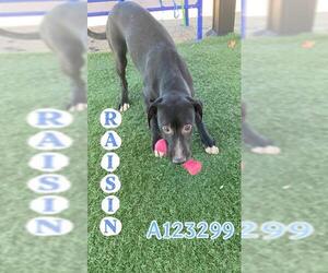 Labrador Retriever-Unknown Mix Dogs for adoption in HESPERIA, CA, USA