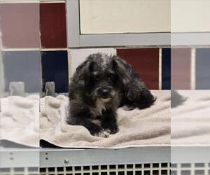 Mutt Dogs for adoption in Plano, TX, USA