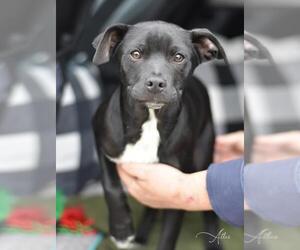 Labrador Retriever-Unknown Mix Dogs for adoption in Brewster, NY, USA