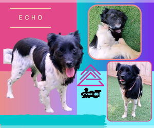 Border Collie-Spaniel Mix Dogs for adoption in Lindsay, CA, USA