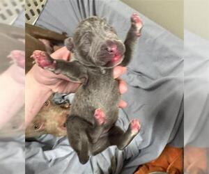 American Pit Bull Terrier Dogs for adoption in Louisville, KY, USA